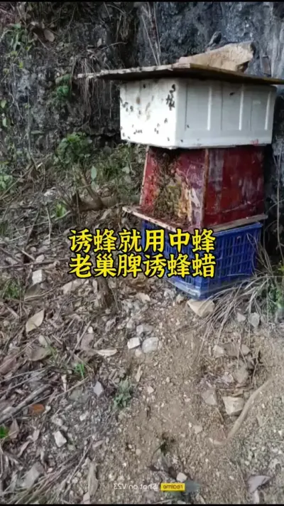 诱蜂就用中蜂老巢脾诱蜂蜡#养蜂 #诱蜂 #养蜂技术 @抖音小助手