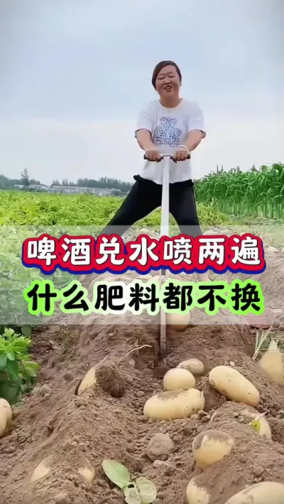 啤酒兑水喷两遍什么肥料都不换#土豆高产种植 #栽洋芋 #马铃薯种植 #土豆种植 #土豆种植