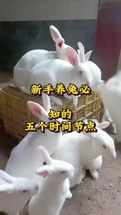 新手养兔必知的五个时间节点 #养兔人 #兔子 #肉兔养殖 #养兔技术交流中心 #养兔三分靠管理七分靠技术