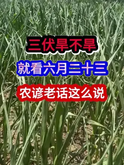 三伏旱不旱就看六月二十三农谚老话这么说 #农业谚语 #农谚 #农谚老话 #农业种植 #三农