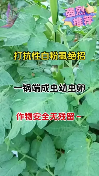 溦#ũҵݪֲ #ݪֲС #ũ #ʭ