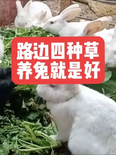 路边四种草，养兔就是好 #三农#兔子#养殖#养兔子#养兔人