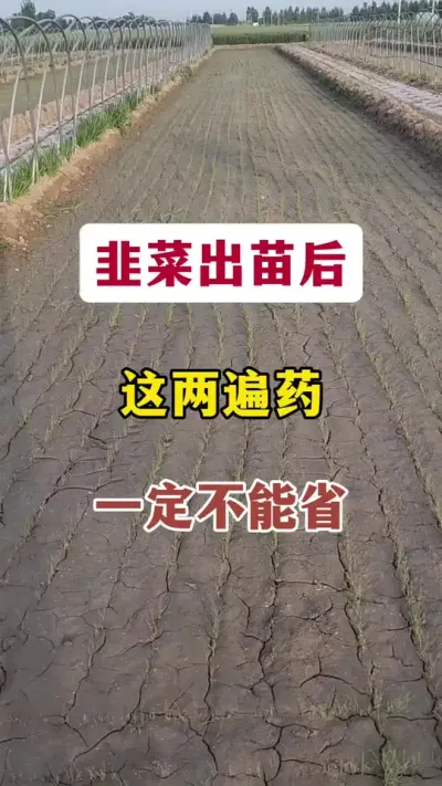 韭菜出苗后，这两遍药，一定不能省。#韭菜种植 #韭菜管理 #种韭菜 #韭菜出苗 #韭菜种植与管理