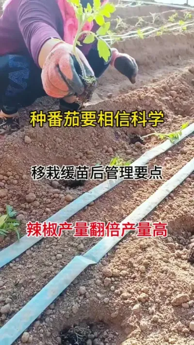 种番茄一定要相信科学，移栽缓苗后科学管理，病害少，产量高#番茄种植#抖音助农 #病害防治 #西红柿种植