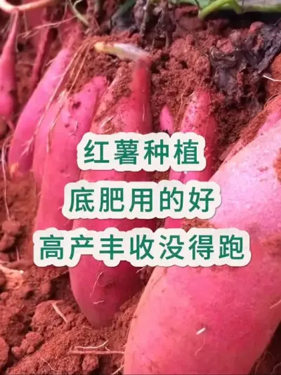 红薯底肥用的好，丰收高产跑不了 红薯底肥你真的用对了吗？#红薯种植#红薯管理#红薯#红薯高产管理 #红薯高产