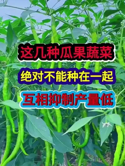 这几种瓜果蔬菜绝对不能种在一起互相抑制产量低 #蔬菜种植 #农业种植 #种植小技巧 #三农 #分享农业知识帮农民增产增收