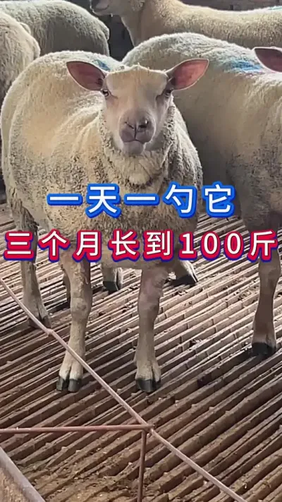 һһ³100#ţ#ũ#ţ#ֳ