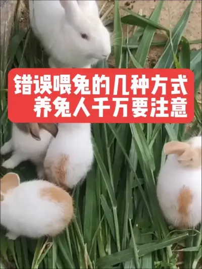 错误喂兔的几种方式，养兔人千万要注意 #兔子#养兔#养殖#三农#养兔人
