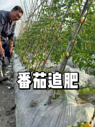 番茄在结果期怎么施肥 