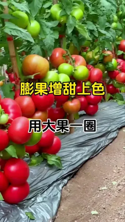 徲޼# # #ũҵݪֲ