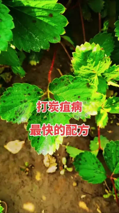 ݮ̿Ҳ󱬷һЧ䷽ס#ũ #̿Ҳ#ũ