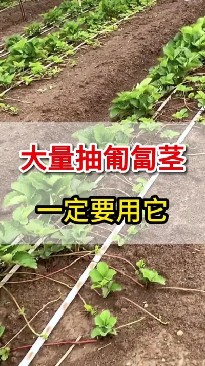 匍匐茎大量抽生，一定要用它#匍匐茎#三农