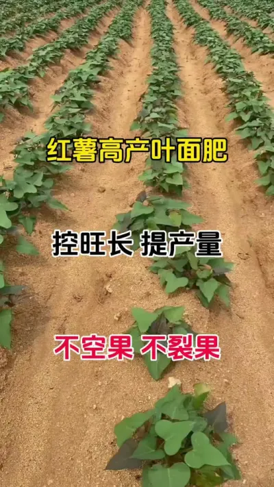 红薯种下20天，高产管理秘籍#红薯种植 #红薯宝宝 #农业种植 #红薯控旺