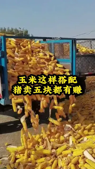#养猪 #养猪人加油干 #养猪人 #猪喂什么饲料长得最快 #猪吃什么长的快