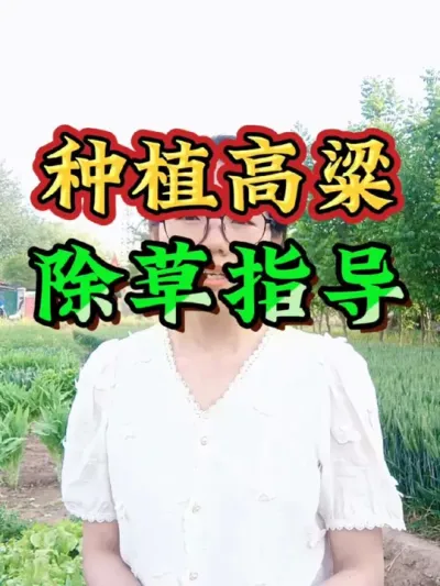 种植高粱如何解决除草问题，决定了高粱的产量。很多都是承包土地，高粱种植面积大杂草难解决，在这里给大家一个指导，避免少走弯路#高粱种植 #高粱除草 #高粱除草剂 #农业 #三农