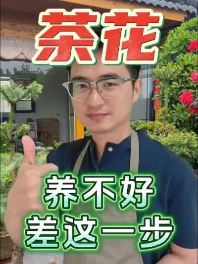 茶花养不好，看看是不是差了这一步！#养花 #茶花 #补酸
