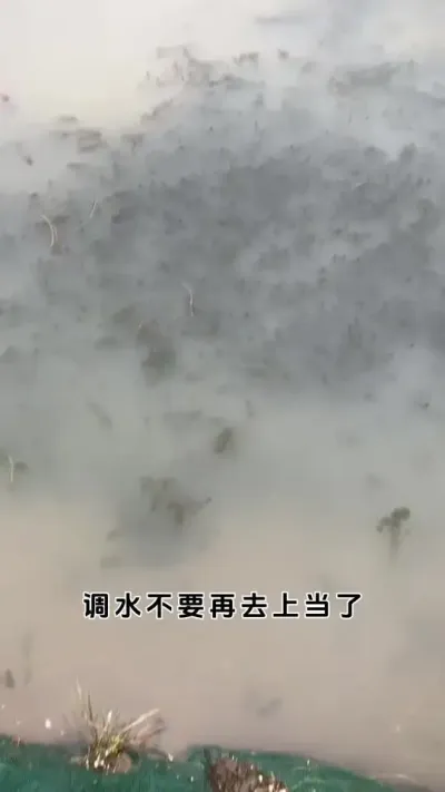不要再去相信那些不花一分一毛就可以调水了。#螃蟹养殖 #鱼虾蟹养殖 #粪净肽 #三农 #大闸蟹养殖 @DOU+小助手