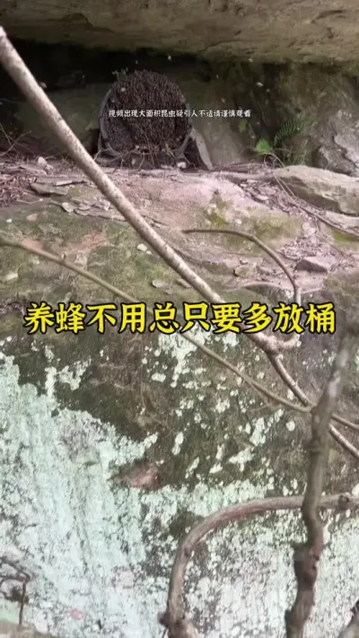 最近想要顺利诱到蜜蜂，一定要注意方法和用对蜂蜡，这样才事半功倍，最近太多朋友用了我的方法跟蜂蜡都来蜜蜂了，离春季大分蜂结束只有20多天了华中地区想诱蜂的朋友抓紧时间了#诱蜂 #养蜂 #养蜂技术 @抖音