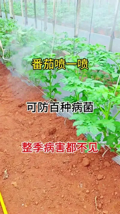 番茄用它兑水喷一喷，整季高产无病害#农业莳植 #三农 #番茄莳植