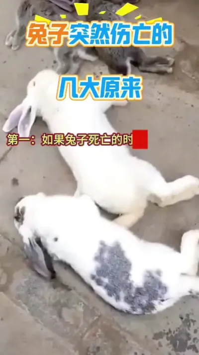 兔子突然伤亡的几大原因#兔子 #养兔人 #肉兔养殖 #养兔人 #兔子养殖