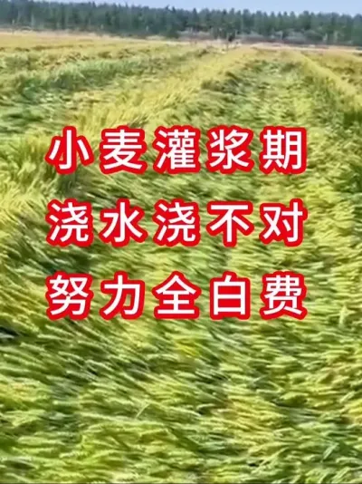 小麦高产管理 小麦灌浆期千万不要乱浇水了⚠️#小麦种植#小麦管理 #小麦 #小麦种植管理技术 #小麦高产