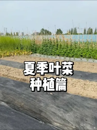 夏日种叶菜秘籍，轻松种出高产美味！ 