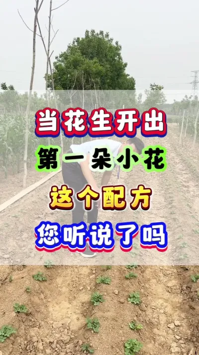 当花生开出第一朵小花，这个配方您听说了吗？ #花生种植 #花生高产 #花生种植管理技术 #花生施肥 #种植技术