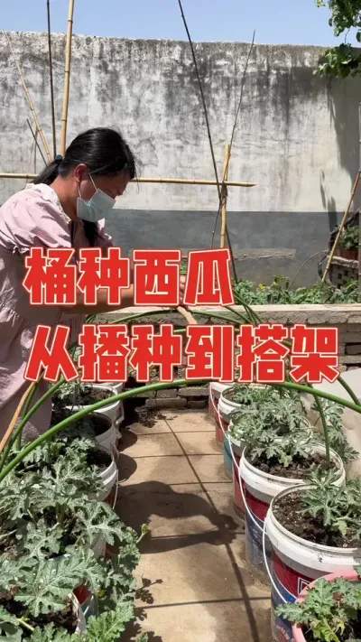 去年楼顶桶种的大西瓜，费心费力的管理却长得很小，还被吐槽籽比瓜还多，媳妇不甘心今年又用去年剩下的种子继续用桶种植，长势非常好，还对它们进行了施肥剪枝和搭架管理，我就不信种不出大西瓜 记录西瓜从播种到搭