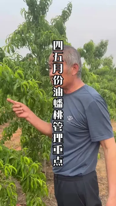 四五月份是油蟠桃管理的重点！ #桃树种植 #油蟠桃 #来抖音学农技 #春耕农技知识 #田间地头实操干货