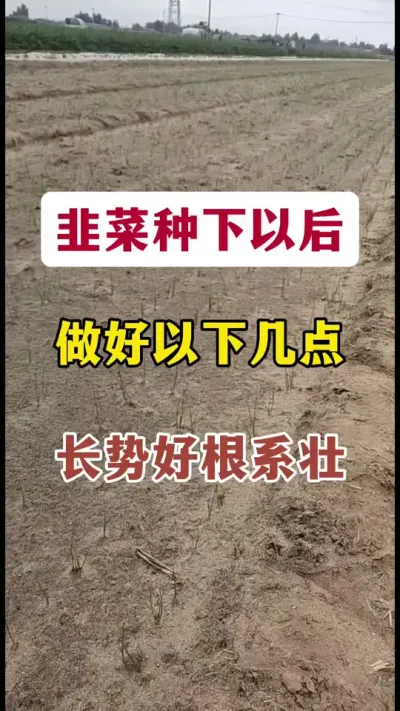 韭菜种下以后，做好以下几点，长势好根系壮。#韭菜种植方法 #韭菜种植 #韭菜管理 #病虫害防治 #韭菜施什么肥根粗