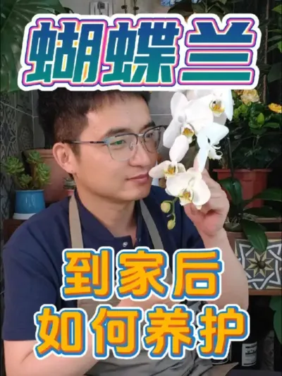 新买的蝴蝶兰该如何养护呢?#养花 #蝴蝶兰 #除污亮叶剂