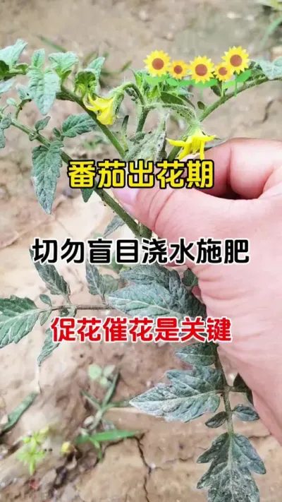 番茄初花期，切勿盲目浇水，施肥。促花催花才是重中之重，花好花多才会产量高#促花保果 #促花芽分化 #番茄种植 #促花肥 #促花催花座果灵