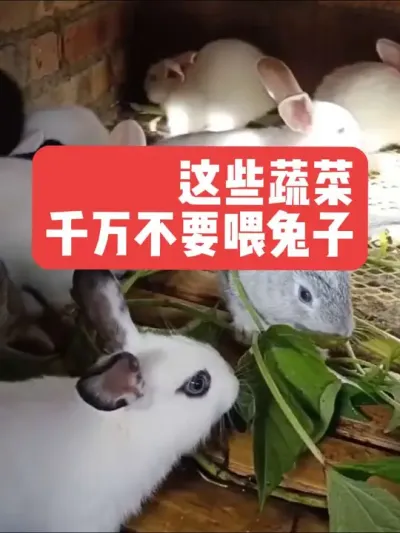 千万不能喂兔子的蔬菜 #三农#养殖#兔子#养兔子#养兔人