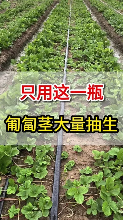 只用这一瓶，匍匐茎大量抽生满地爬#匍匐茎