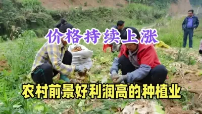 农村前景好利润高的种植，1斤37元，种3亩年净赚45000元 #药材种植 #农村致富好项目 #返乡创业新农人 #沙姜种植 #农业知识