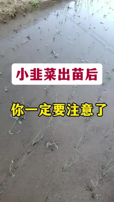 小韭菜出苗后，你一定要注意了。#韭菜种植技术 #韭菜种植 #种韭菜 #韭菜管理 #韭菜管理技术