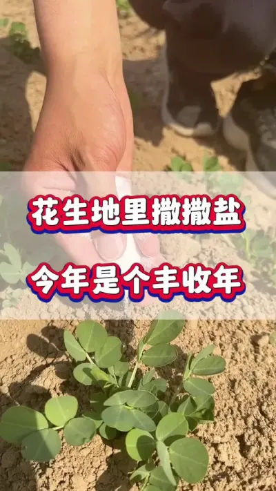 花生地里撒撒盐，今年是个丰收年！#花生种植  #花生高产  #花生种植管理技术  #花生施肥 #增产增收