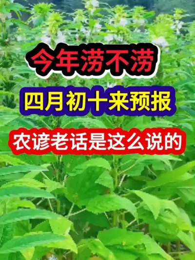 今年涝不涝四月初十来预报农谚老话是这么说的 #农业种植 #农业谚语 #种植小技巧 #服务三农支持三农 #分享农业知识帮农民增产增收