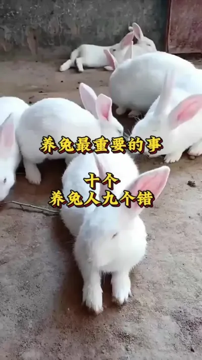 养兔最重要的事情，十个养兔人9个都做错 #肉兔养殖  #新手养兔 #兔子 #养兔人 #养兔三分靠管理七分靠技术