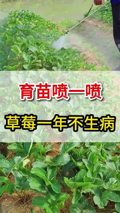 ֻһƿݮ粻#ݮ#ũ