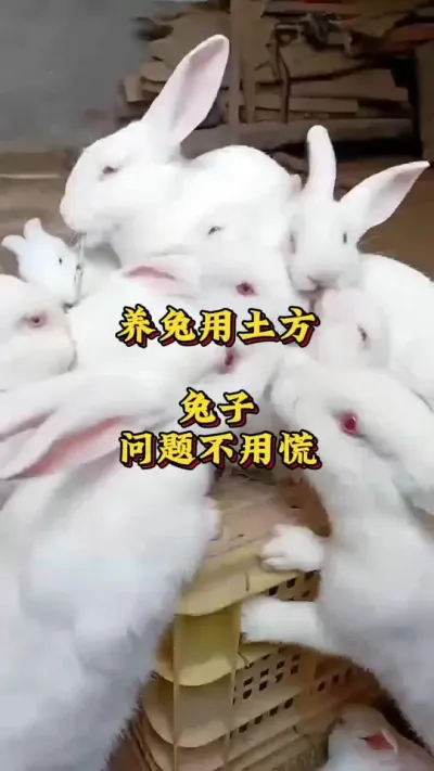 养兔用土方，兔子问题不用慌 #兔子 #养兔人 #肉兔养殖 #养兔技术 #养兔三分靠管理七分靠技术