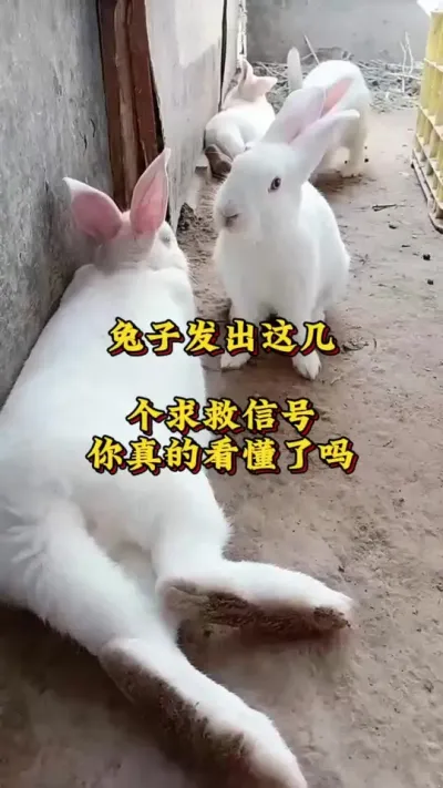 兔子发出的求救信号你真的看懂了吗？#兔子养殖技术分享 #养兔人  #兔子 #肉兔养殖#养兔