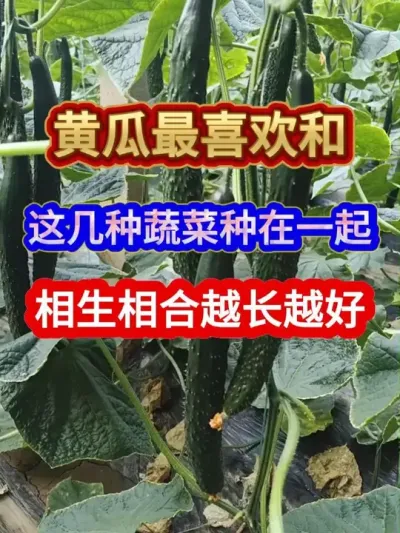 黄瓜最喜欢和这几种蔬菜种在一起相生相合越长越好 #农业种植 #蔬菜种植 #黄瓜种植 #种植小技巧 #每天分享蔬菜种植技巧