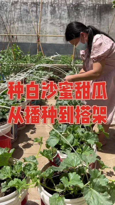 去年楼顶种的白沙蜜甜瓜一棵挂果十几个，但由于用料过猛导致提前采收，今年吸取教训重新再战，育苗移栽到桶里，长势非常可观，我就不信这次还种不好  记录白沙蜜甜瓜从播种到搭架管理全过程#甜瓜 #甜瓜种植 #