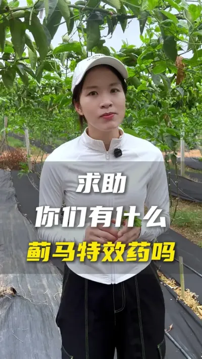 又是一年蓟马疯狂季，对于蓟马防控你们那有什么秘方吗？#百香果#百香果种植#农业种植#抖音助农 #病虫害防治