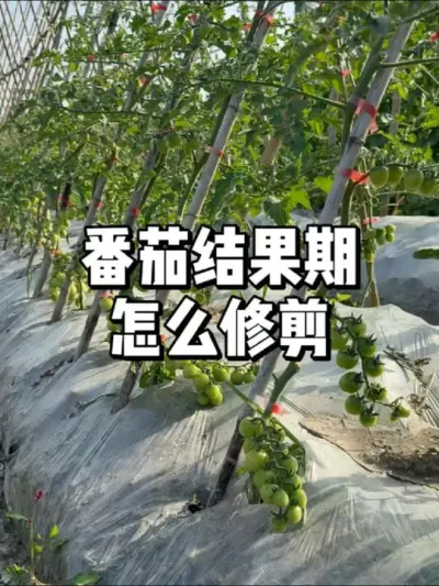 番茄在结果期怎么去修剪，如何整枝打蔓 