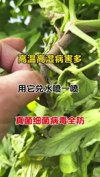 高温高湿，各类作物病害爆发，一定要及时预防病害的发生#菌立清#番茄种植 #辣椒种植 #农业种植