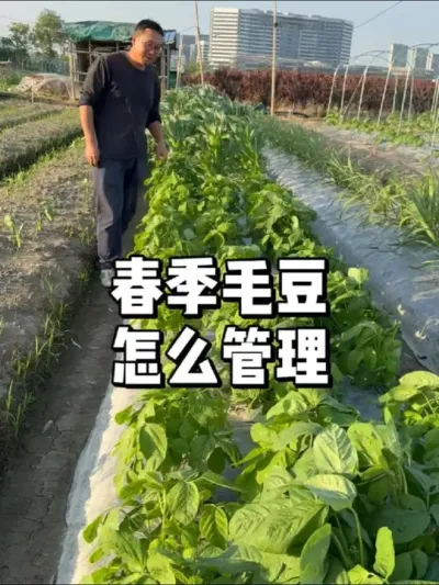 毛豆怎么管理豆子口感会软糯鲜甜 