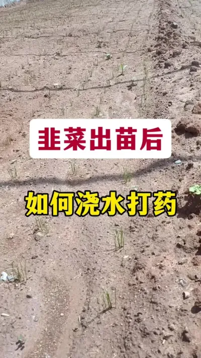 韭菜出苗后，如何浇水打药。#韭菜种植 #韭菜管理 #韭菜浇水 #韭菜施什么肥根粗 #韭菜种植方法