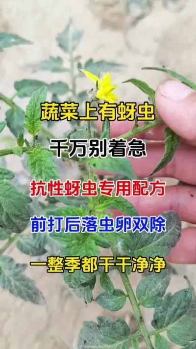 蔬菜生蚜虫，您别慌，我来给你支个招#蚜虫防治 #白粉虱 #虫卵双杀 #蚜绝虱灭虫卵双杀